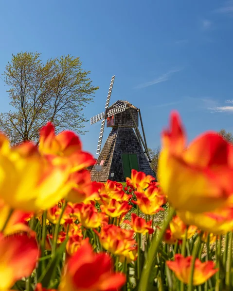 Molino Viento Histórico Campo Tulip Holanda Michigan Durante Primavera —  Fotos de Stock