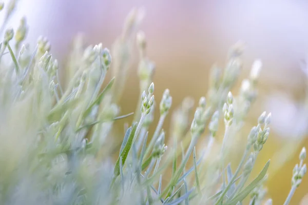 Close Shot Freshly Grown Plants Garden Selective Focus — Stock Photo, Image