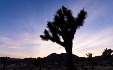 Kaliforniya 'da Joshua Tree Ulusal Parkı' ndaki Uzun Joshua ağacı alacakaranlık altında.