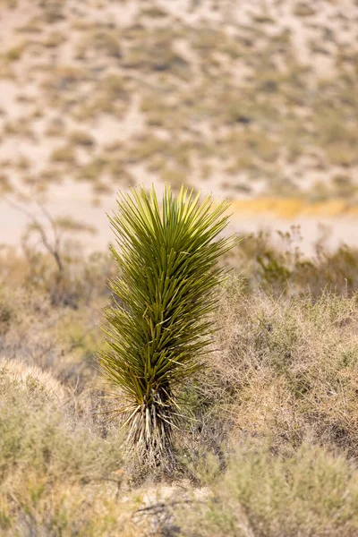 カリフォルニア州のモハーヴェ砂漠にある単一の背の高いユッカ植物 — ストック写真