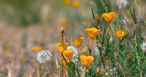Γκρο Πλαν Άποψη Της Καλιφόρνια Παπαρούνας Αγριολούλουδα Ταλαντεύεται Στον Άνεμο — Αρχείο Βίντεο