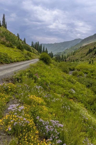 Fleurs Sauvages Colorées Long Chemin Terre Dans Les Montagnes Rocheuses — Photo