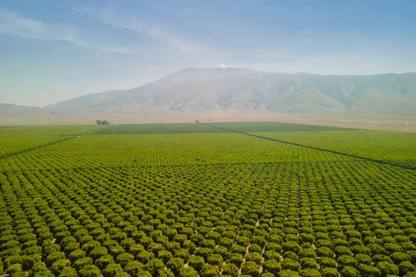 Olijfplantage Bakersfield Californië Luchtfoto — Stockfoto