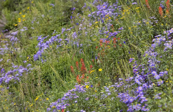 Indiase Penseel Bloemen Wilde Bloem Weide Tijdens Zomer Colorado — Stockfoto