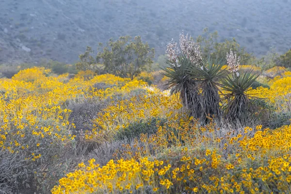 Yucca Φυτά Στη Μέση Της Αγριολούλουδα Στο Misson Creek Διατηρήσει — Φωτογραφία Αρχείου