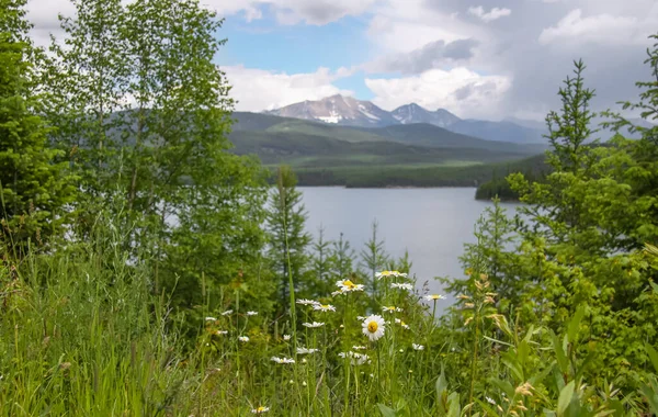 Vildblommor Vid Nedre Stillvattenssjö Montana — Stockfoto