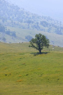 Yeşil çayırın ortasında tek bir ağaç