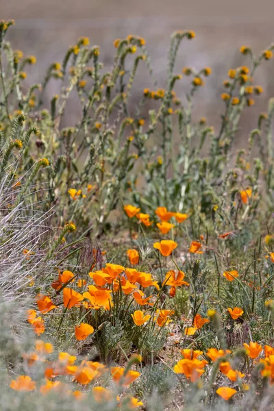 Крупный План Калифорнийских Маковых Полевых Цветов Избирательный Фокус — стоковое фото