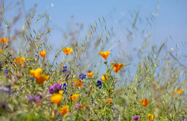 Kalifornien Vallmo Vilda Blommor Gräset Marker — Stockfoto
