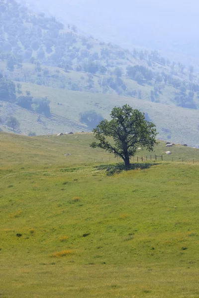 Single Tree Middle Green Meadow — ストック写真