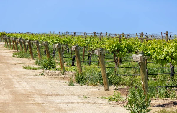 Vineyards Arvin California Spring Time — Stock Photo, Image