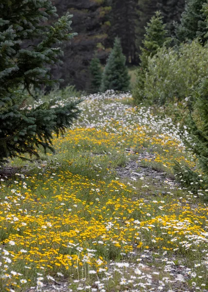 Colorful Wildflowers Colorado Woodlands —  Fotos de Stock