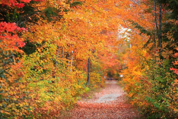 Beco Outono Cênico Parque Estadual Groton Vermont Foco Seletivo — Fotografia de Stock