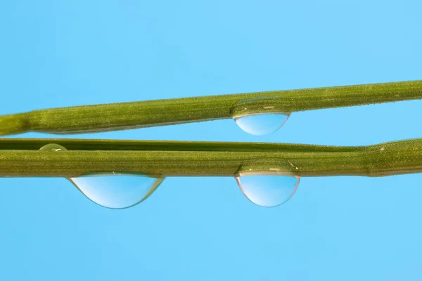 Extreme Close Shot Clear Water Droplets Grass Blades — Foto Stock