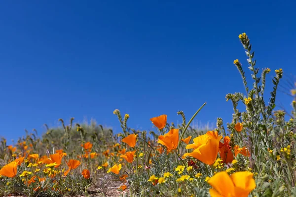 Close View Golden Poppy Plants Blue Sky Selective Focus — Stock Fotó