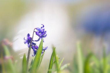 Bahçedeki Sümbül bitkisinin yakın görüntüsü .