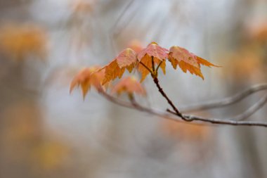 Taze yetişmiş portakal akçaağaç yapraklarının yakın görüntüsü.