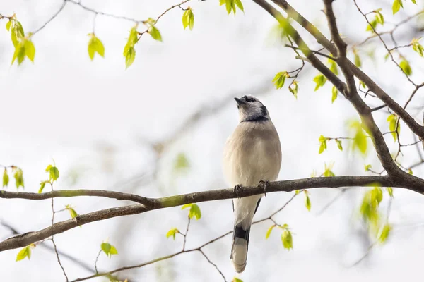 Blue Jay Bird Tree Branch Spring Leaves — Zdjęcie stockowe