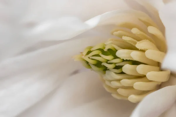 Beyaz Magnolia Çiçeğinin Dahili Detaylarını Yakından Çek — Stok fotoğraf