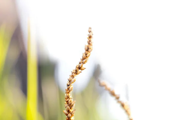 Zblízka Pohled Detaily Volně Rostoucí Rostliny Semeny Selektivní Zaměření — Stock fotografie