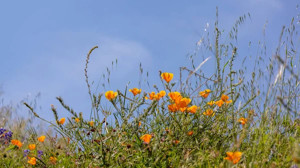 Close View Golden Poppy Plants Blue Sky Selective Focus — Stockfoto