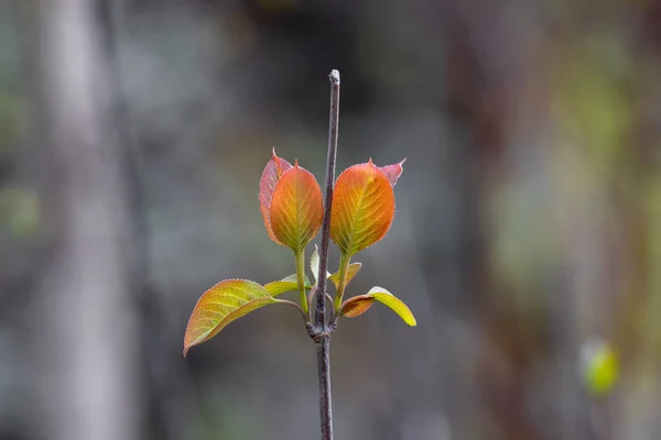 Fresh Bloom Birch Leaves Spring Time Close Shot — Stockfoto