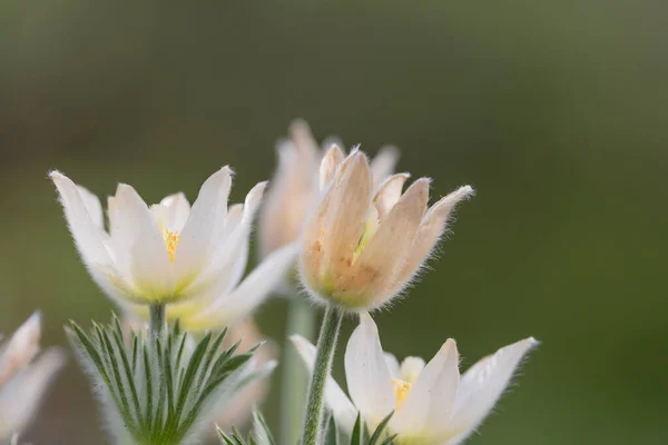 Close Widok Białych Kwiatów Pasque Rośnie Wczesną Wiosną — Zdjęcie stockowe