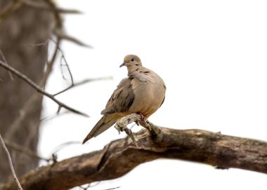 Kraliyet Zambağı çiçeklerinin yakın plan çekimi.