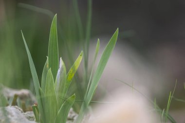 Bahar zamanı yeni yetişmiş lale bitkilerinin yakın plan çekimi..