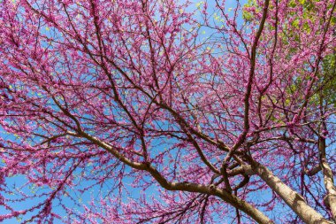 Bottom to top view of Redbud tree against blue sky