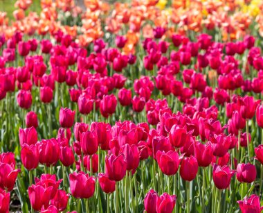 Bright pink color Tulip flowers at Windmill island Gardens in Holland, Michigan.Selective focus.