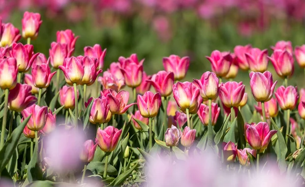 Reihe Rosafarbener Tulpenblüten Auf Der Farm Holland Michigan Frühling — Stockfoto