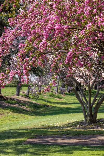 Rosafarbene Kirschblüte Auf Einem Baum Auf Einer Grünen Wiese — Stockfoto