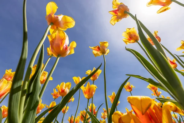 Bright Yellow Color Tulip Flowers Blue Sky Background — Photo