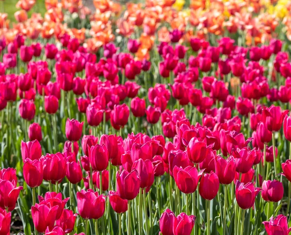 Bright Pink Color Tulip Flowers Windmill Island Gardens Holland Michigan — Foto Stock