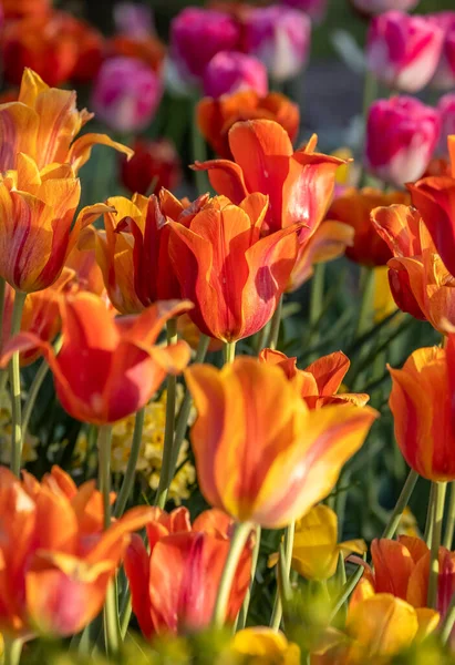 Leuchtend Gelbe Und Rote Farbe Tulpenblüten Den Windmill Island Gardens — Stockfoto