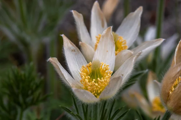 Close View White Pasque Flowers Grows Early Spring Time — Zdjęcie stockowe