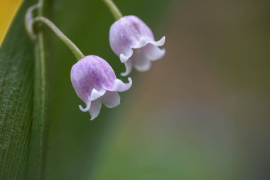 Vadideki çiçeklerin Lily 'sini yakın plan çek, yığılmış görüntüye odaklan.