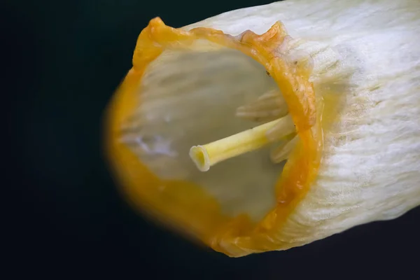 Extrême Gros Plan Fleur Jonquille Sur Fond Noir — Photo