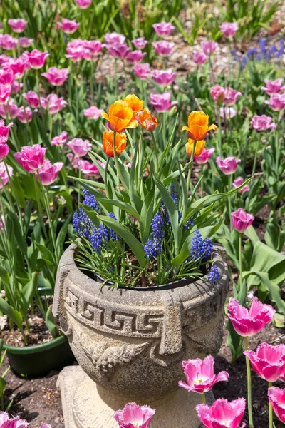 Flower Pot Bright Color Tulip Flowers Hyacinths Selective Focus — Stock Photo, Image