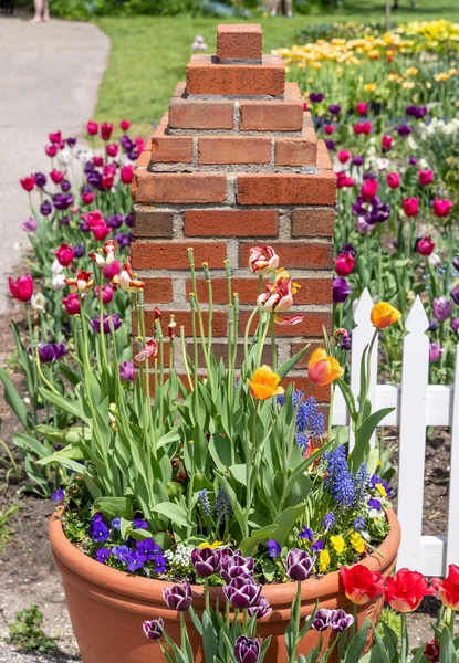 Flower Pot Bright Color Tulip Flowers Hyacinths Selective Focus — Stock Photo, Image