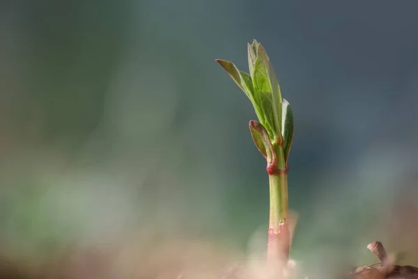 春の間の植物の新しい成長 — ストック写真