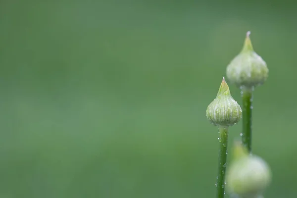 雨滴とアリウムの花の芽 選択的な焦点 — ストック写真