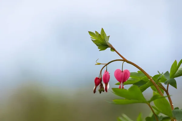 Novo Crescimento Planta Corações Sangrando Durante Primavera — Fotografia de Stock