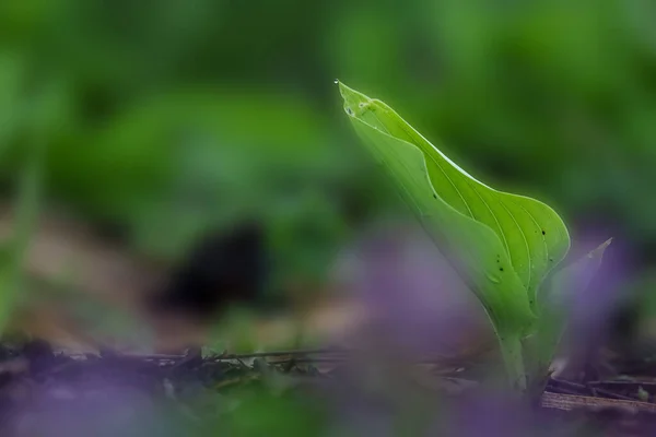 New Growth Plant Large Leaf Spring Time — Stock Photo, Image