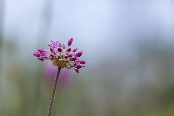 Allium Virág Közelről Kilátás Fényképezte Tavaszi Időszakban — Stock Fotó