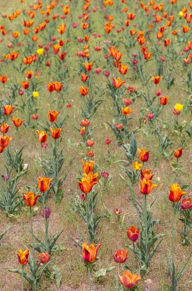 Campo Flores Tulipán Naranja Enfoque Selectivo — Foto de Stock