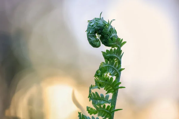 Planta Fresca Helecho Joven Contra Cielo Del Atardecer —  Fotos de Stock