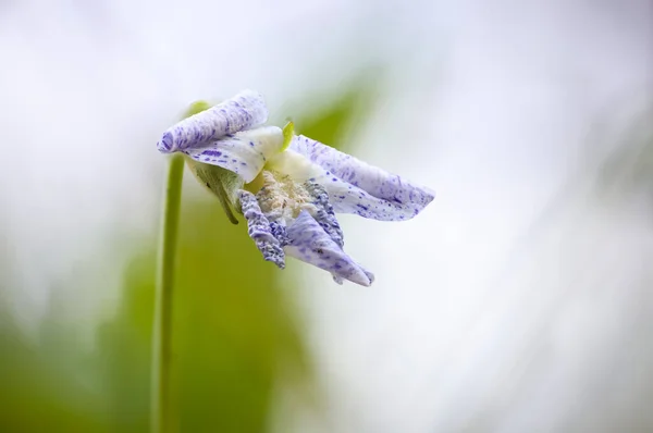 Primo Piano Colpo Piccolo Bambino Occhio Blu Fiore Annuale — Foto Stock