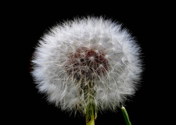 Close View Dandelion Seed Head Black Background Focus Stacked Image — Stock Photo, Image